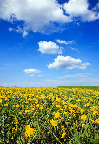 landscape of blue sky dandelion field