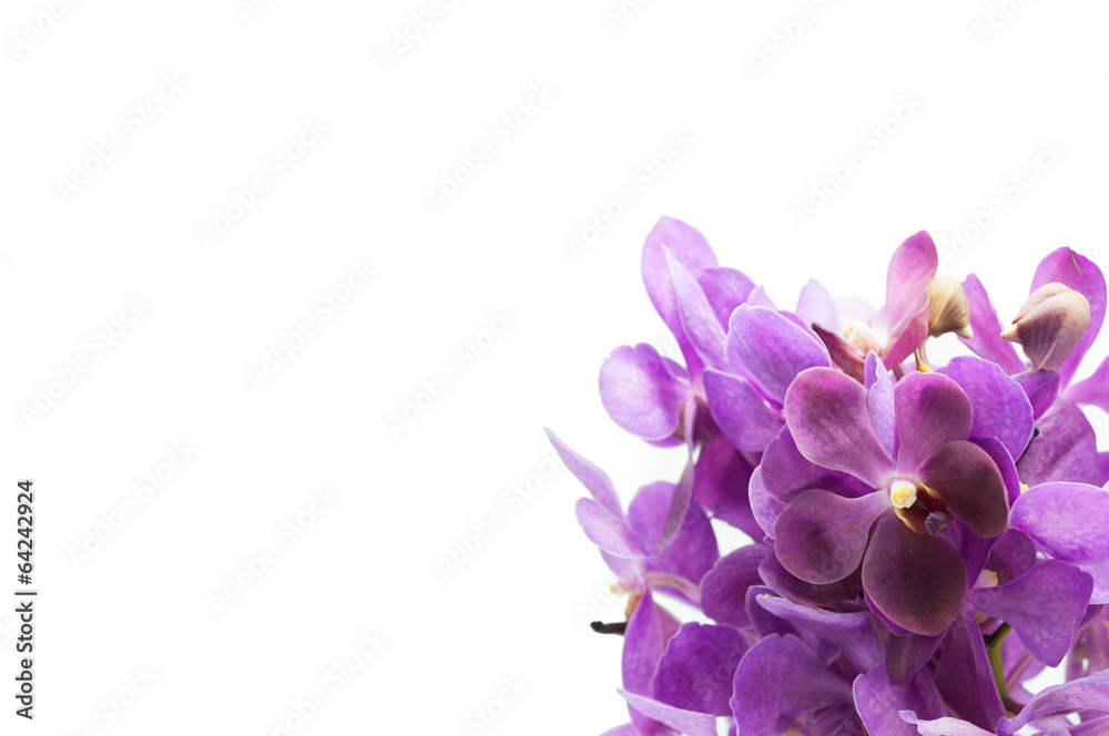Border of orchid flower (vanda purple) isolated on white