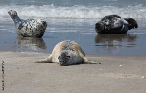 drei Robben am Strand © Carola G.