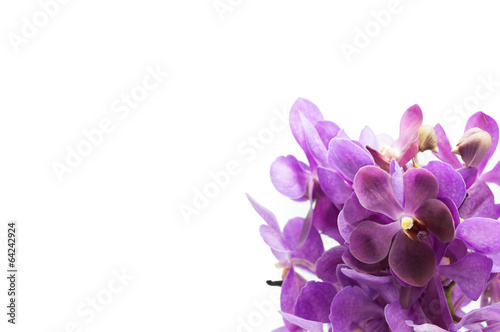Fototapeta Naklejka Na Ścianę i Meble -  Border of orchid flower (vanda purple) isolated on white
