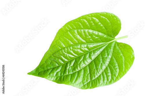 Wild Betel Leafbush , Piper sarmentosum Roxb on white background photo