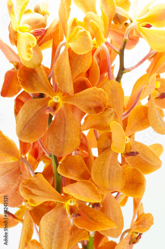 orange orchid isolated on white background