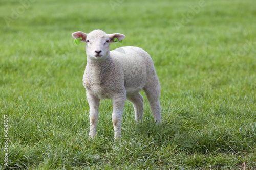 Lamb on the green field