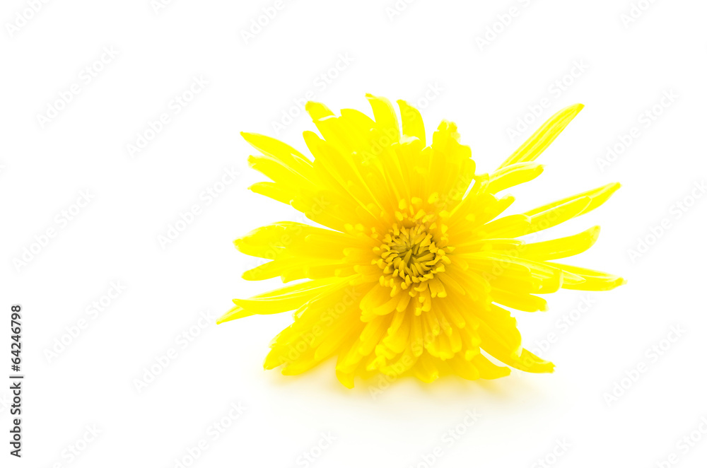 Yellow flower isolated on white background Yellow flower isolated on white background