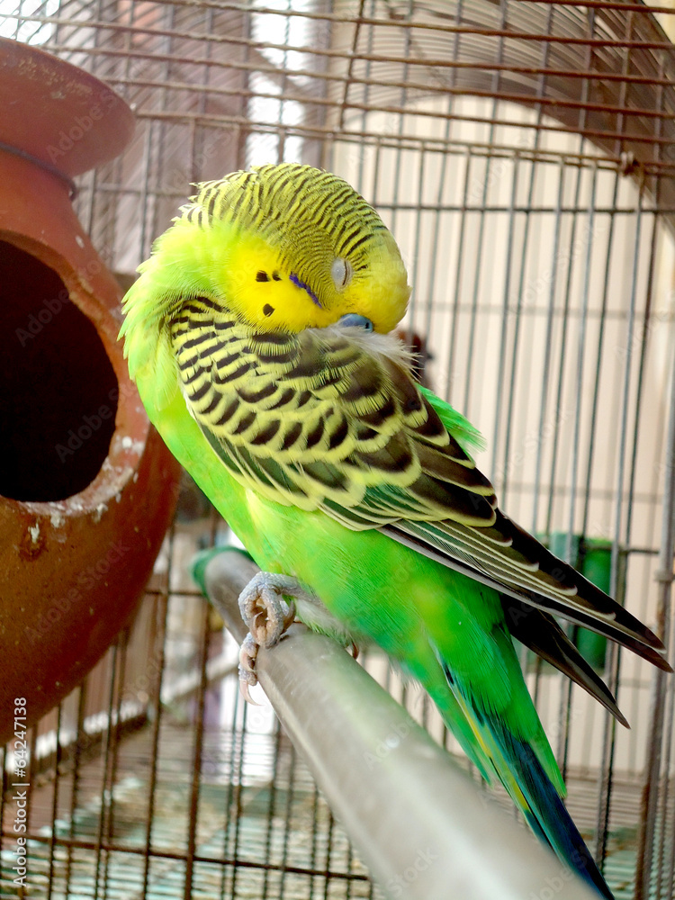 Obraz premium Sleeping budgie