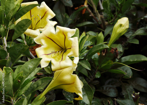 Beautiful Solandra flower photo