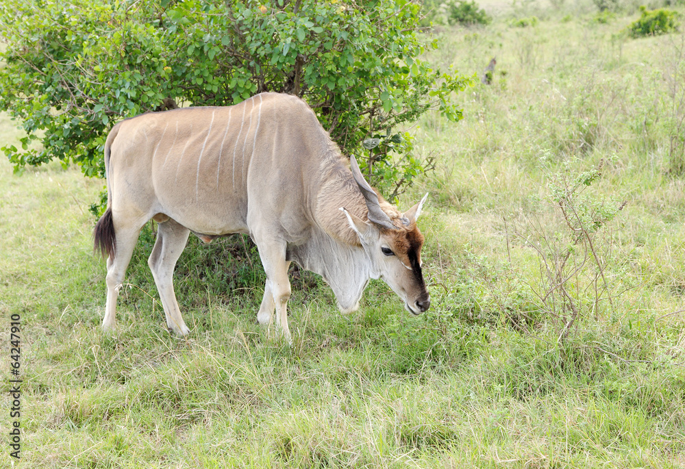 A beautiful Eland antelope grazing in the savannah A beautiful Eland antelope grazing in the savannah