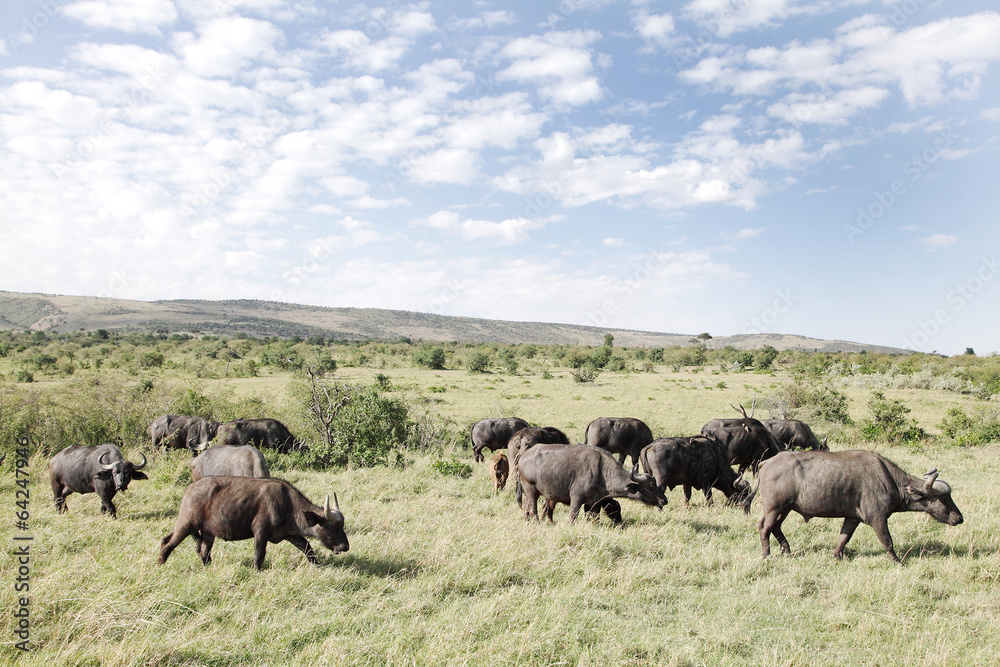 Buffaloes in the Grassland