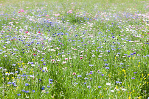 prairie fleurie photo