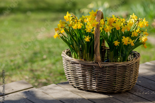 Narcissus bloom in basket on wooden terrace.