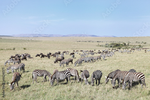Beautiful landscape with Zebras and Wildebeest grazing