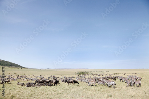 Vast grassland and beautiful Zebras and wildebeests