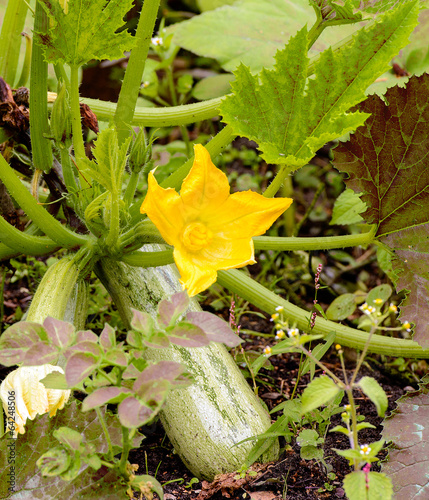 Zucchini with flowers in vegetable garden