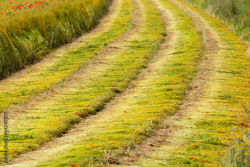 Obraz na plátně moisson d'un champs de lin