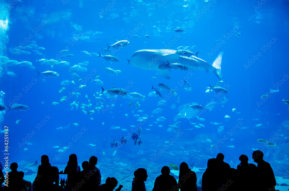 Naklejka premium whale sharks swimming in aquarium with people observing