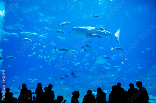 whale sharks swimming in aquarium with people observing