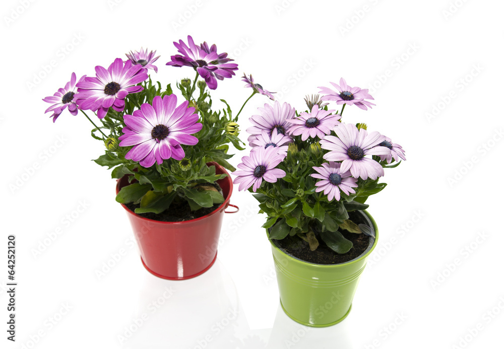 spanish daisy flowers in red and green bucket spanish daisy flowers in red and green bucket