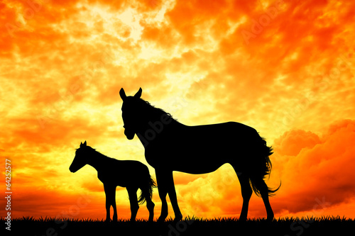 horse and little horse at sunset