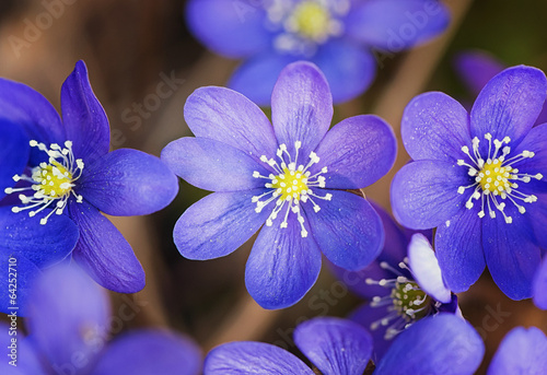 Hepatica nobilis blooming in the spring forest photo
