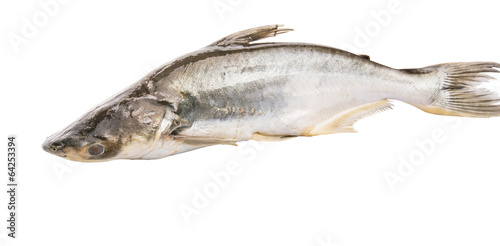 Pangasius Sutchi Fish