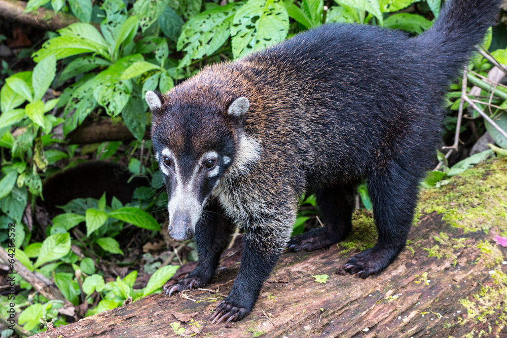Fototapeta premium Coatis à nez blanc, Costa Rica