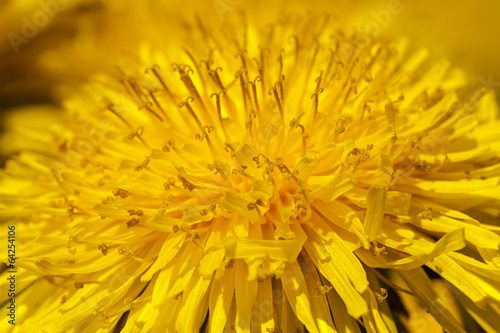 dandelion - photographed by a close up yellow flowers of a dandelion.
