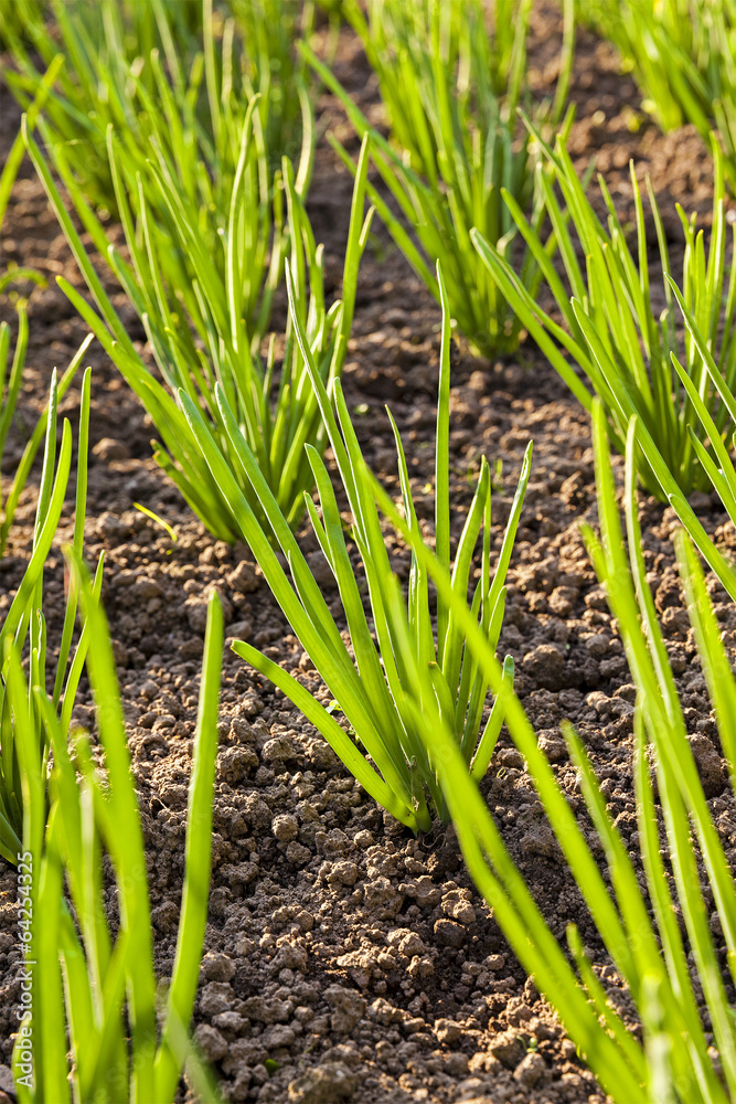 Obraz premium onions field - an agricultural field on which grow up green onions