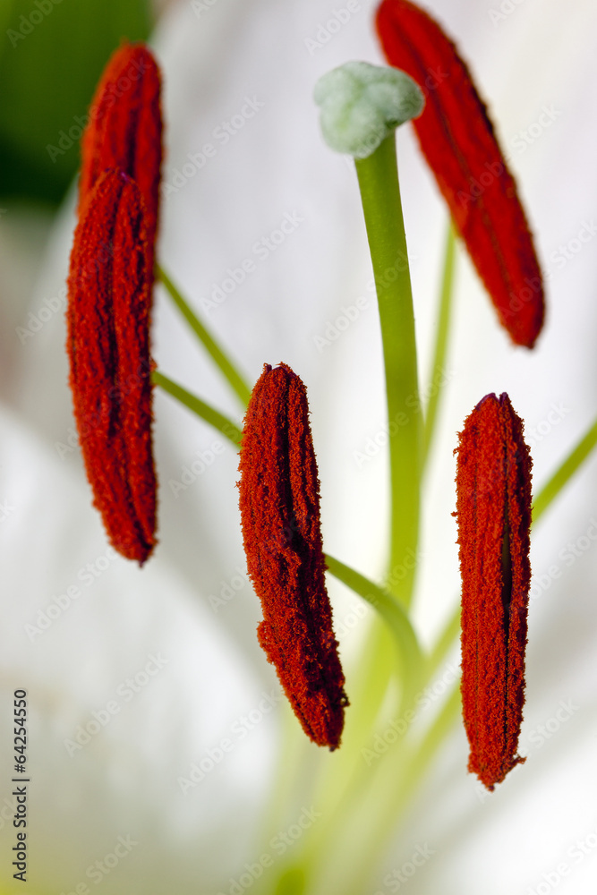lily flower - the flower of a lily photographed inside. close up. focus on a stamen