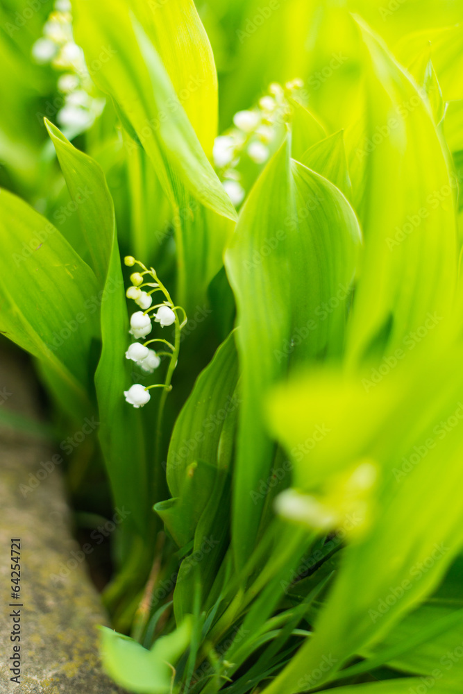 Lily of the valley - convallaria majalis Lily of the valley - convallaria majalis