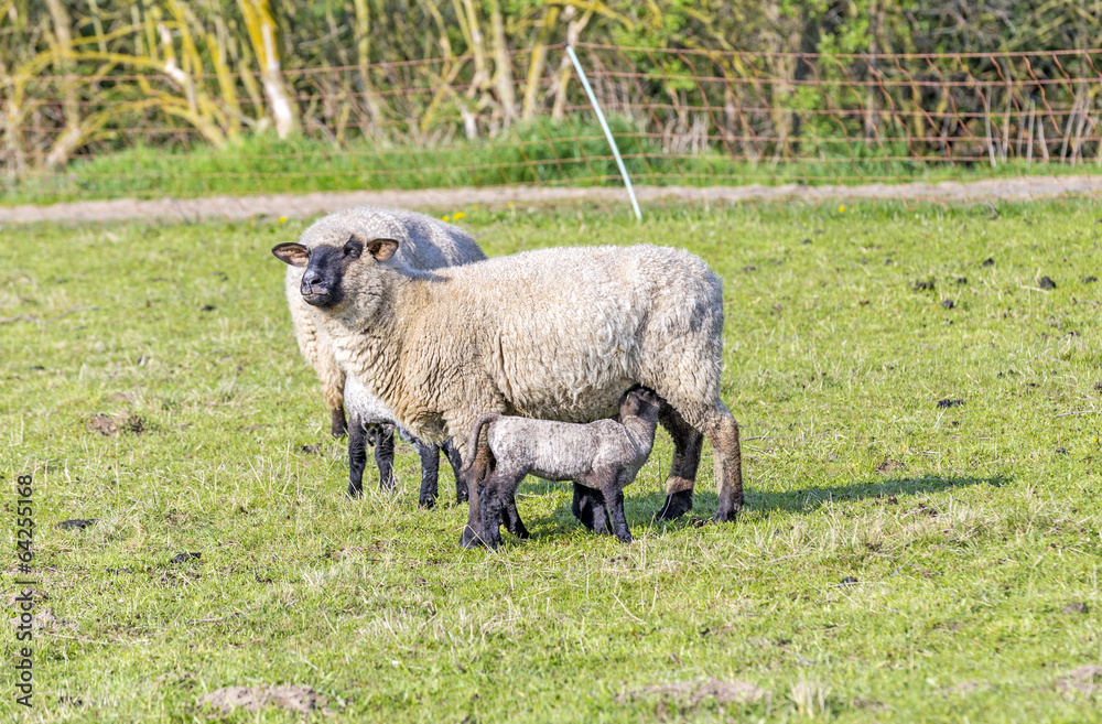 Fototapeta premium Spring pasture with flock of sheep and lambs