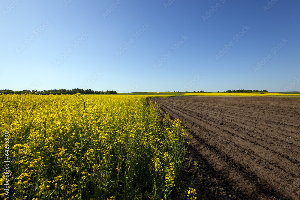 agriculture - an agricultural field on which the colza and potatoes grows
