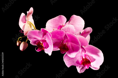 Orchid_I