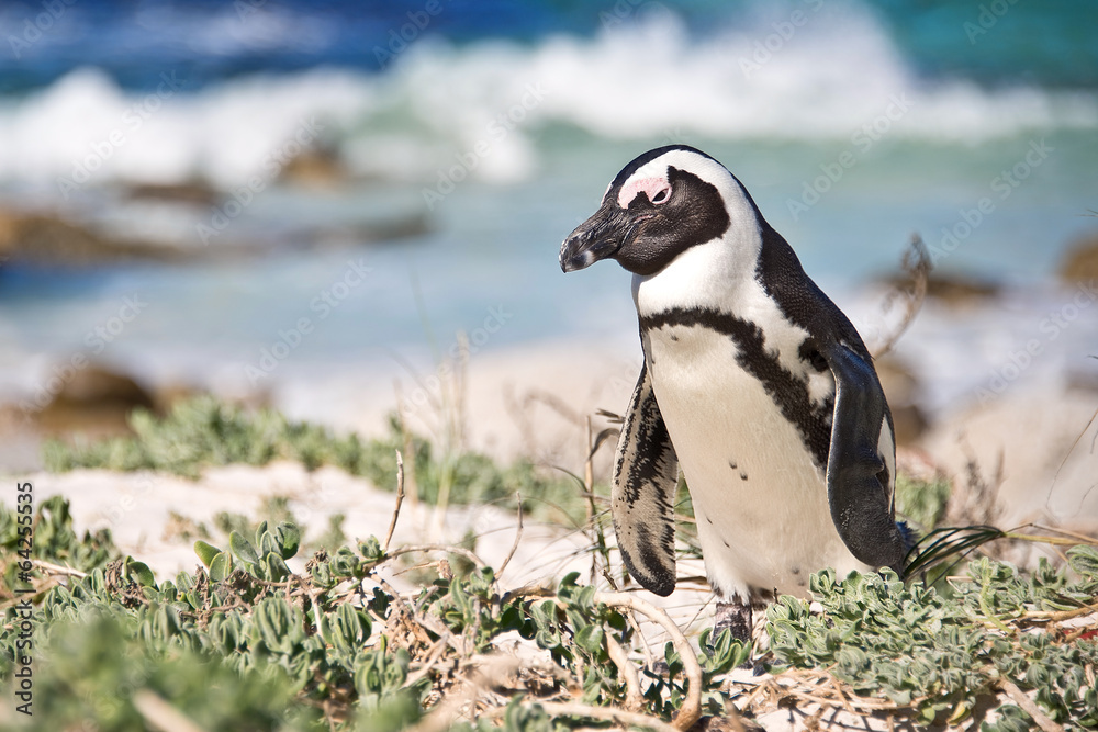 Fototapeta premium African penguins, Boulders national Park, South Africa