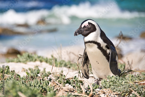 African penguins, Boulders national Park, South Africa