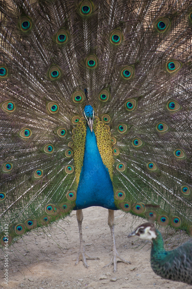 Naklejka premium Pavone