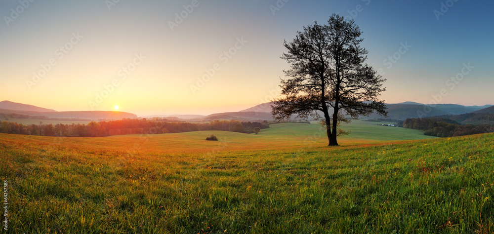 Spring landscape with tree and sun