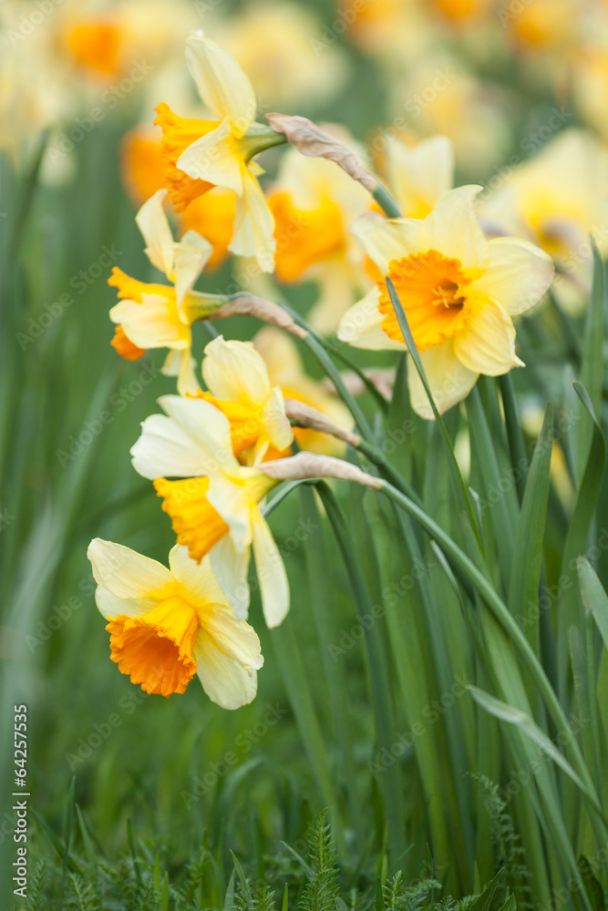 Yellow daffodils