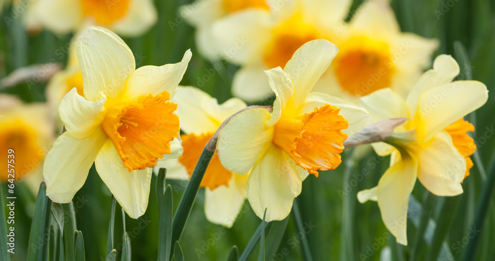 Yellow daffodils Yellow daffodils