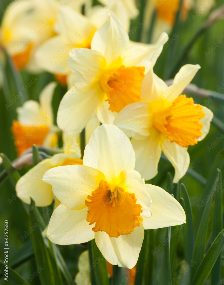 Yellow daffodils