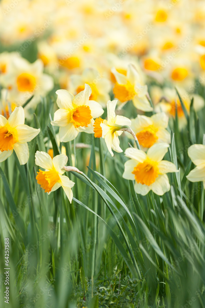 Yellow daffodils