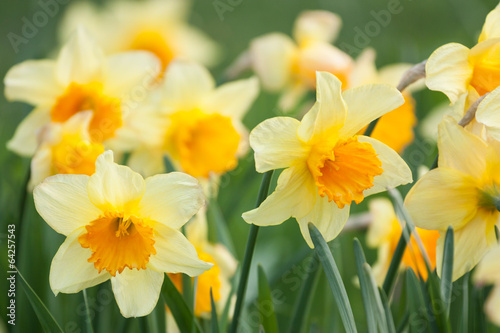 Foto Yellow daffodils