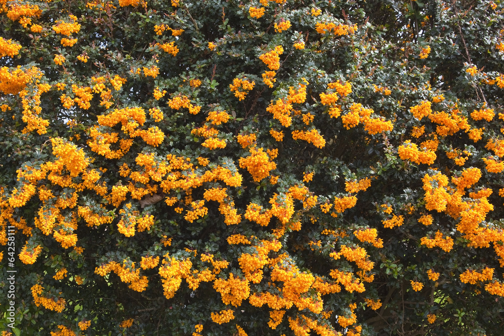 berberis darwinii