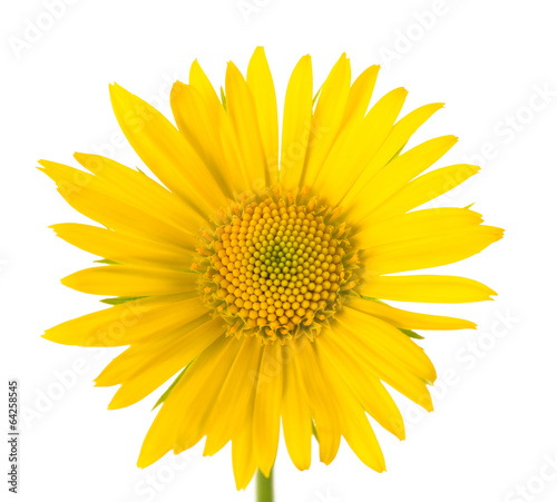 Fototapeta Naklejka Na Ścianę i Meble -  Yellow Daisy