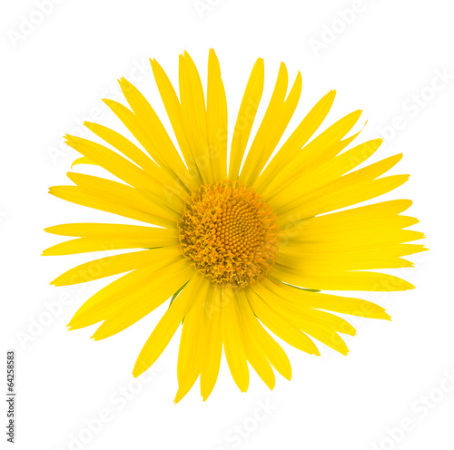 Fototapeta Naklejka Na Ścianę i Meble -  Yellow Daisy
