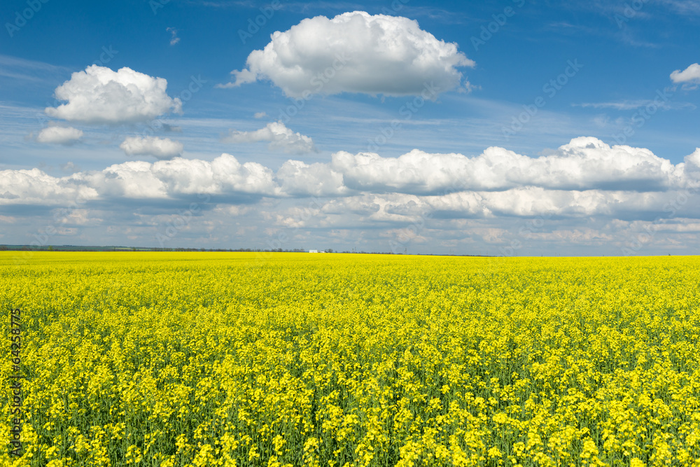Yellow rapeseed field and blue sky, a beautiful spring landscape