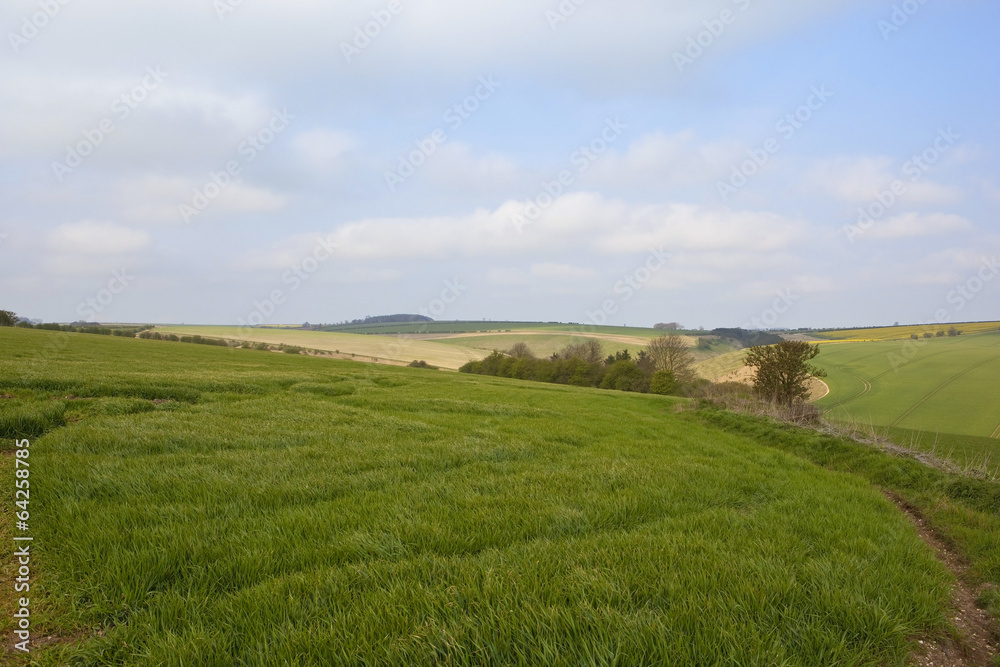 Fototapeta premium scenic wheat fields