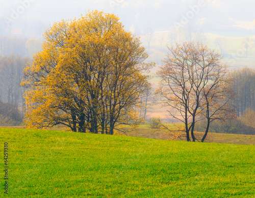 Wiosenne Polne Drzewa