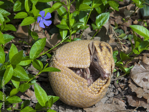Southern three-banded armadillo (Tolypeutes matacus) photo