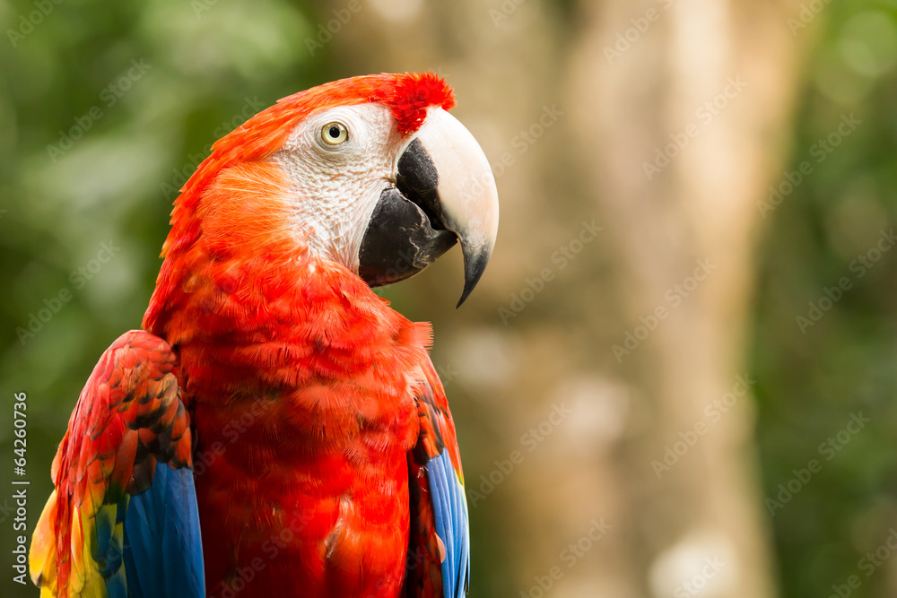 Obraz premium Portrait of ..Portrait of Scarlet Macaw parrot