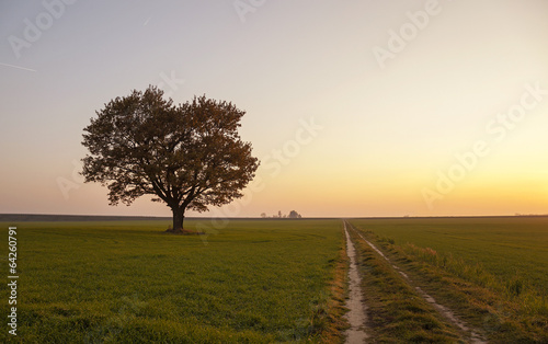   oak growing on an agricultural field. autumn season. sunset